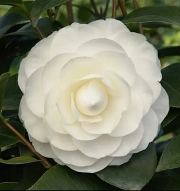 Camellia_white